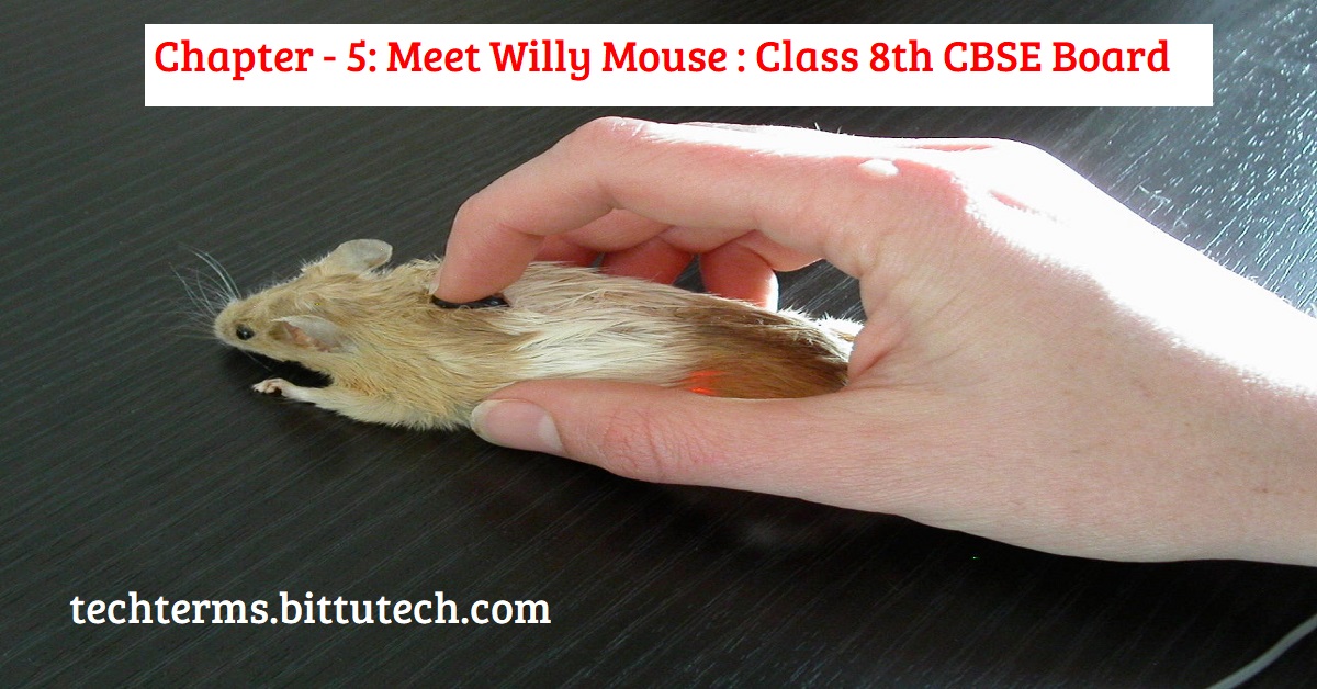 You are currently viewing Chapter 5: Meet Willy Mouse